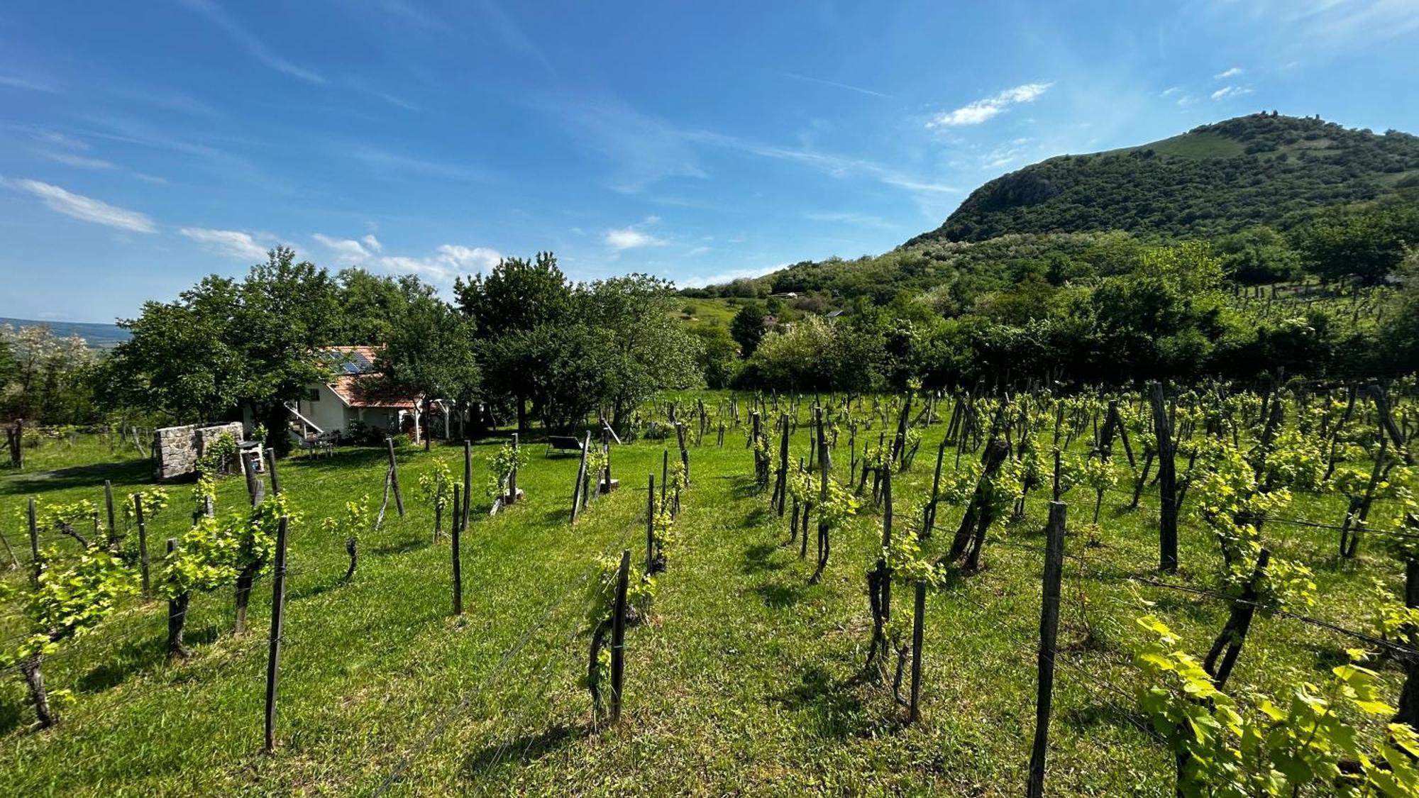 Csobanc Szerelem-Nemzeti Park-Oenallo Haz - Klimatizalt Gyulakeszi Exterior photo
